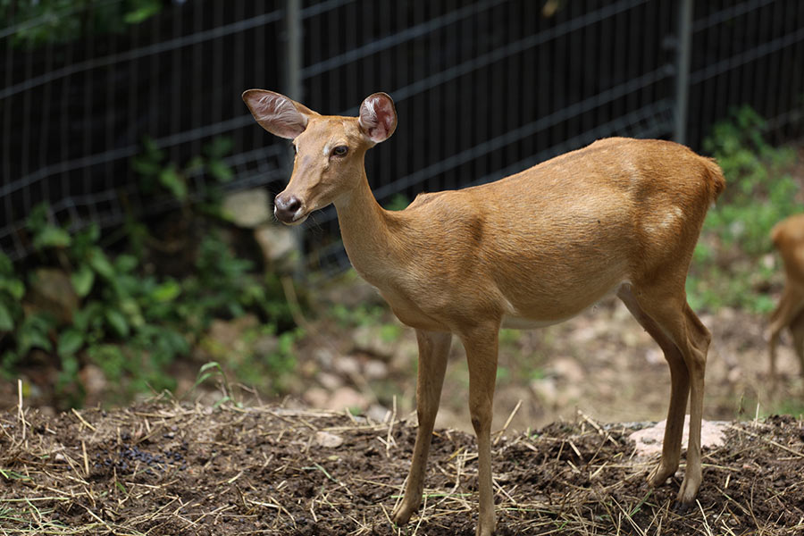 How to Naturally Deter Deer from Your Garden